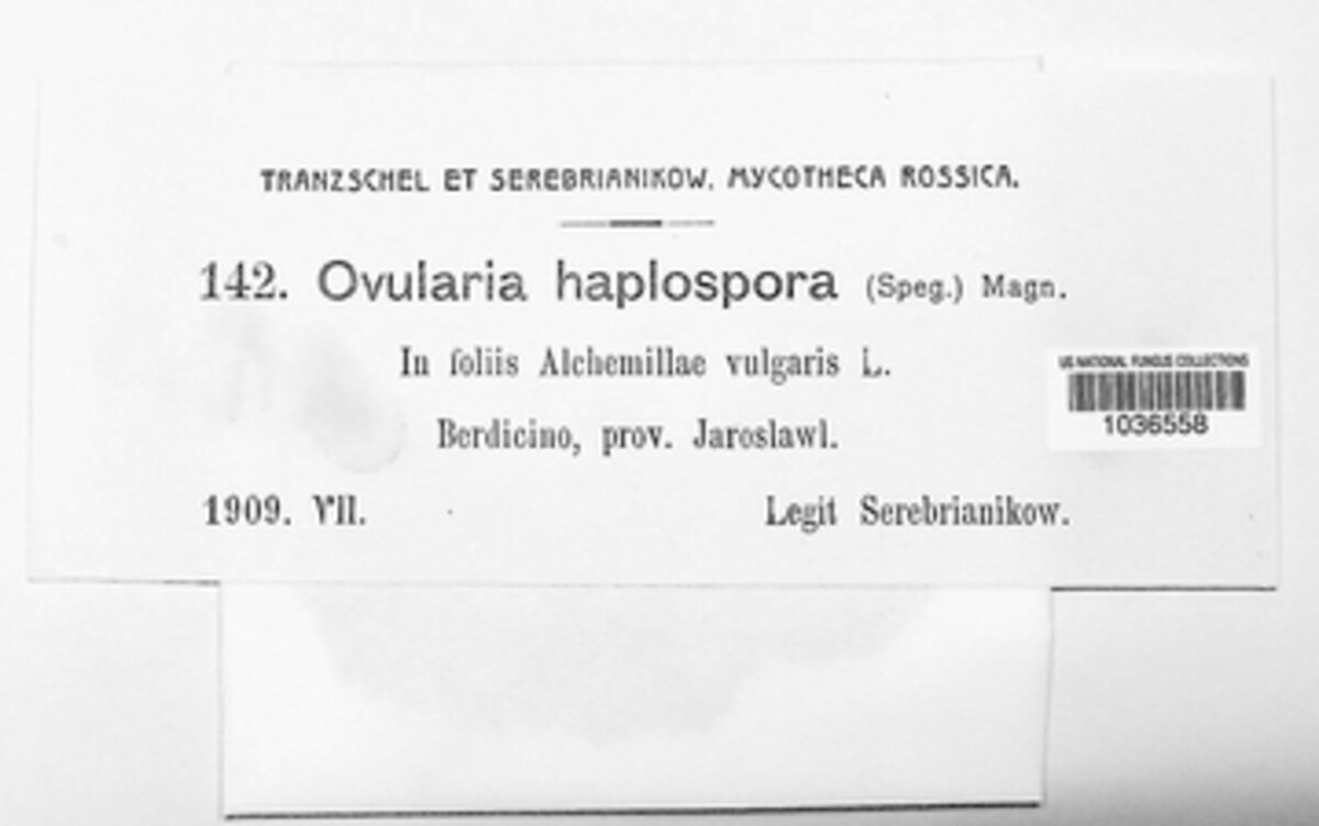 Ovularia haplospora image